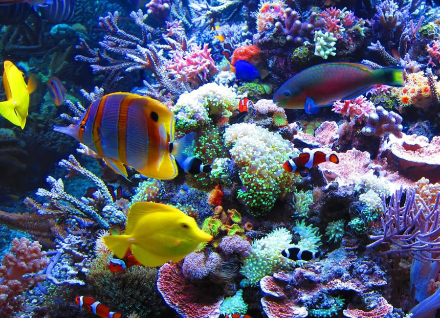 Realistic Artificial Coral Reef Model Aquarium Layout Coral Reef Decoration  Fish Tank Decorative Prop