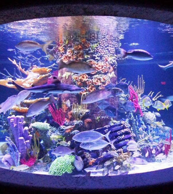 Aquarium Display - Actual Works - Creative Coral Design