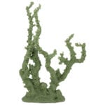 Olive Green Octopus Coral 130 Image - Creative Coral Design