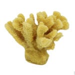 Gold Cauliflower Coral 150 Image - Creative Coral Design