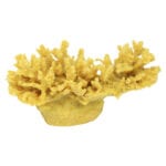 Gold Cauliflower Coral 167 Image - Creative Coral Design