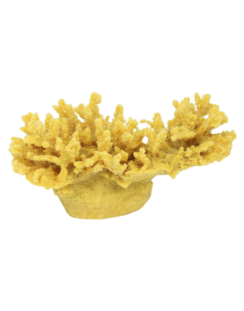 Gold Cauliflower Coral 167 Image - Creative Coral Design
