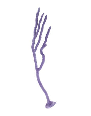 Purple Rope Sponge Coral 186 Image - Creative Coral Design
