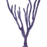 Purple Sea Whip Coral 193 Image - Creative Coral Design