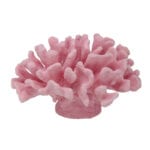 Pink Clubfoot Coral 201 Image - Creative Coral Design