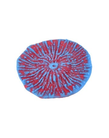 Red Blue Mushroom Coral 210 Image - Creative Coral Design