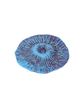 Blue Red Mushroom Coral 211 Image - Creative Coral Design