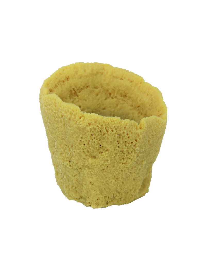 Gold Vase Sponge Coral 220 Image - Creative Coral Design
