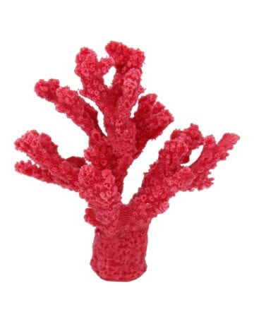 Red Branch Coral 274 Image - Creative Coral Design