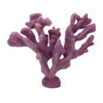 Maroon Cat's Paw Coral 300 Image - Creative Coral Design