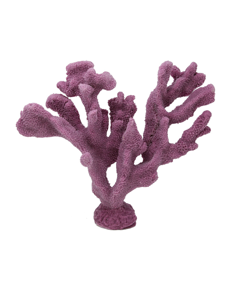 Maroon Cat's Paw Coral 300 Image - Creative Coral Design