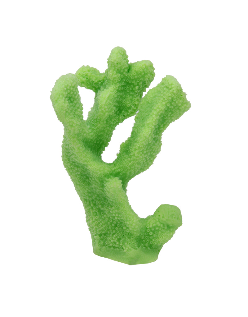 Light Green Cat's Paw Coral 301 Image - Creative Coral Design