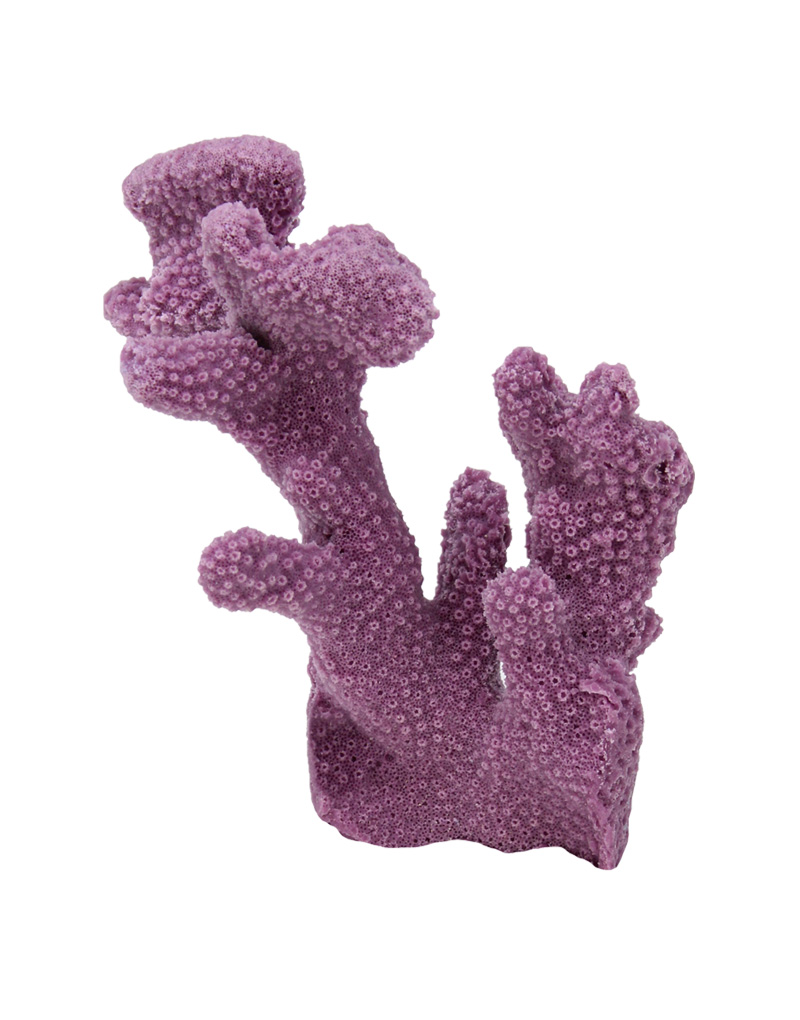 Maroon Cat's Paw Coral 302 Image - Creative Coral Design
