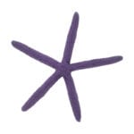 Purple Linckia Starfish 341 Image - Creative Coral Design
