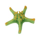 Green Orange Horned Sea Star 342 Image - Creative Coral Design