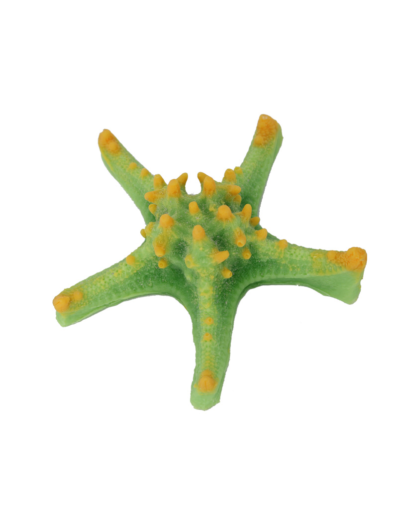 Green Orange Horned Sea Star 342 Image - Creative Coral Design