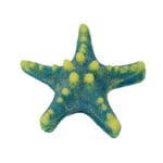 Blue Yellow Horned Sea Star 343 Image - Creative Coral Design