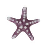 Purple White Horned Sea Star 344 Image - Creative Coral Design