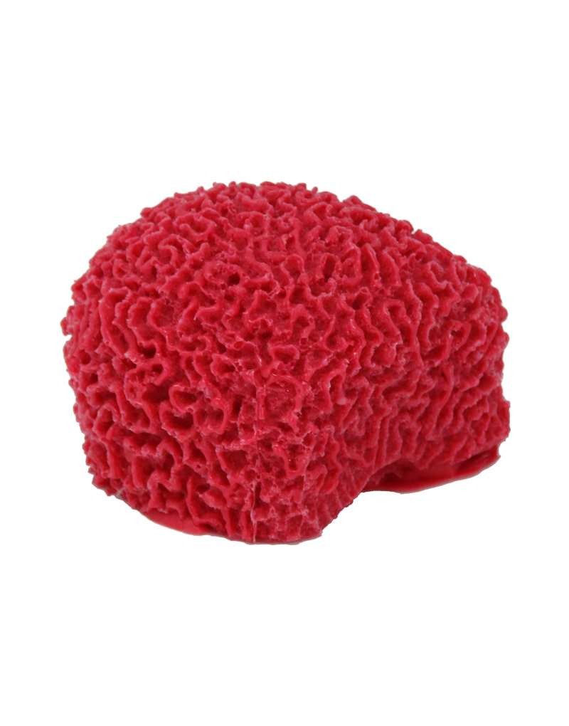 Red Brain Coral 420 Image - Creative Coral Design