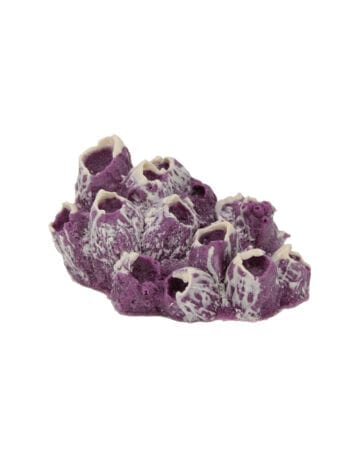 Maroon Cream Barnacles Arthropod 491 Image - Creative Coral Design