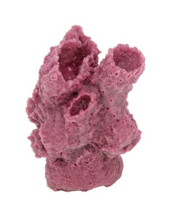 Dark Pink Sponge Coral 507 Image - Creative Coral Design