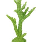 Light Green Branch Coral 530 Image - Creative Coral Design