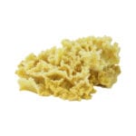 Gold Ruffled Coral 560 Image - Creative Coral Design
