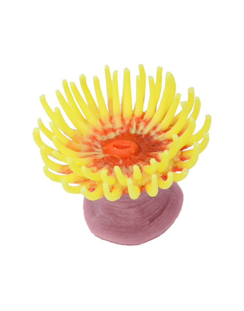 Sea Anemone Coral 600 - Custom Color Image - Creative Coral Design