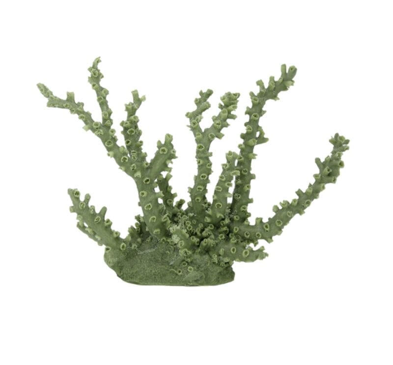 Olive Green Octopus Coral 129 Image - Creative Coral Design