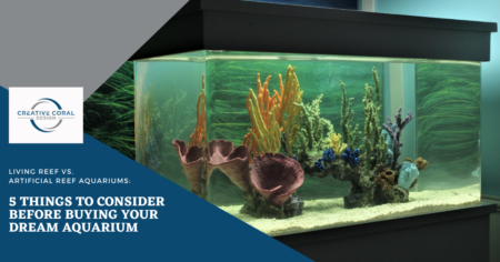 5 Things to Consider Before Buying Your Dream Aquarium - Creative Coral Design Blog Image