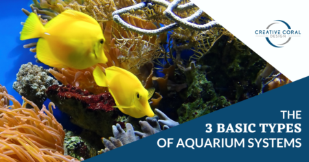 The 3 Basic Types of Aquarium Systems Blog Image