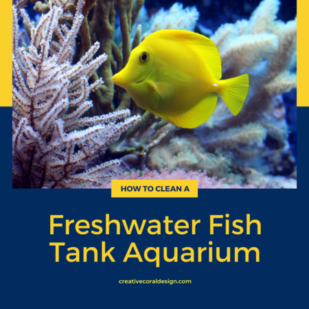 How to clean a freshwater fish tank aquarium - featured image