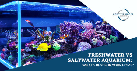 Freshwater vs Saltwater Aquarium: What’s Best for Your Home Image