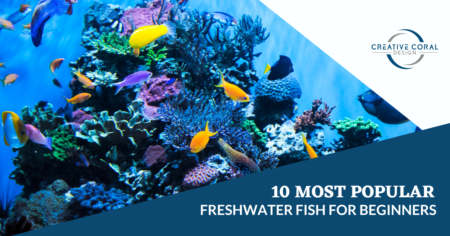 mos-popular-freshwater-fish-creative-coral-design