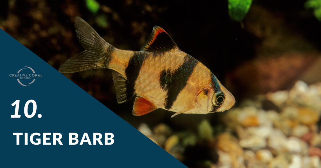 tiger-barb-fish-image