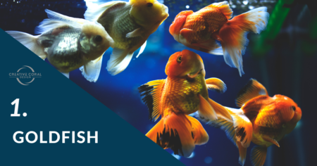 10 Most Popular Freshwater Fish for Beginners - Creative Coral Design
