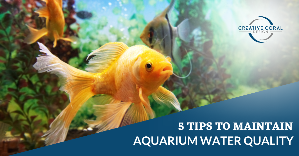 5 Tips to Maintain Aquarium Water Quality - Creative Coral Design