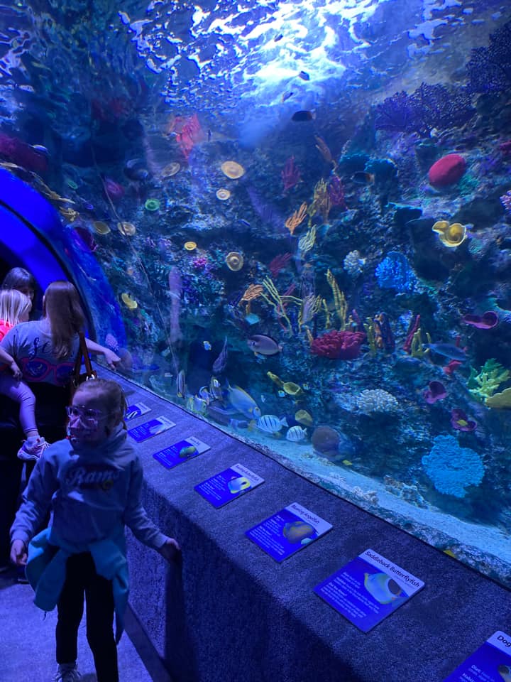 Newport Coral Reef Tunnel Aquarium