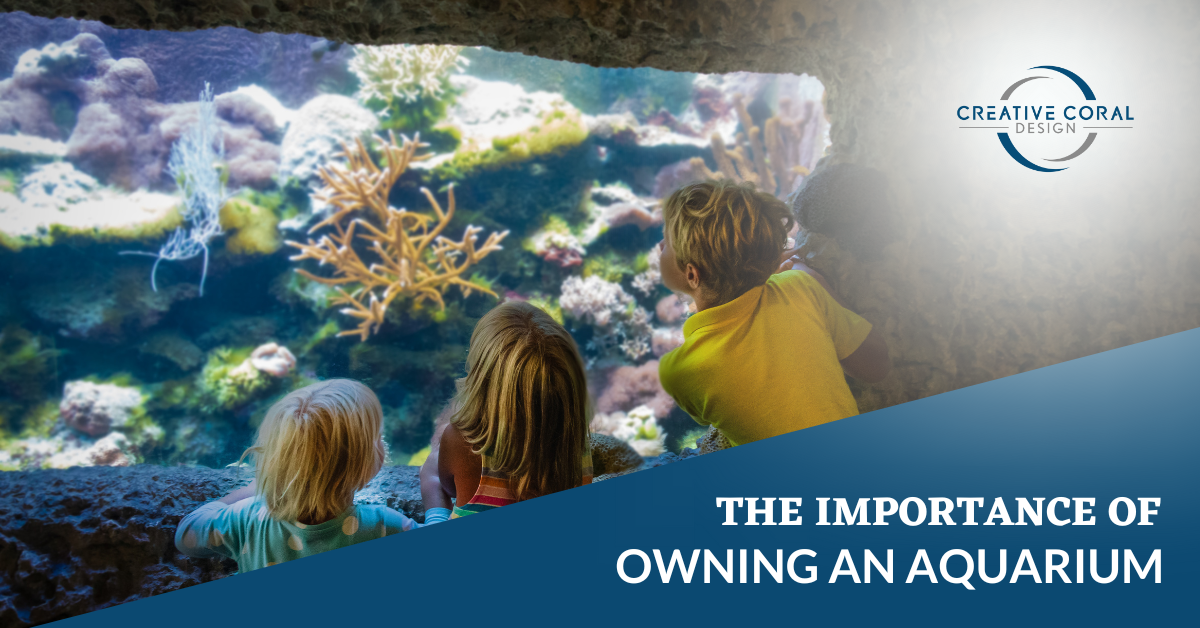 the importance of owning an aquarium blog image
