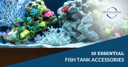 10 ESSENTIAL FISH TANK ACCESSORIES blog image