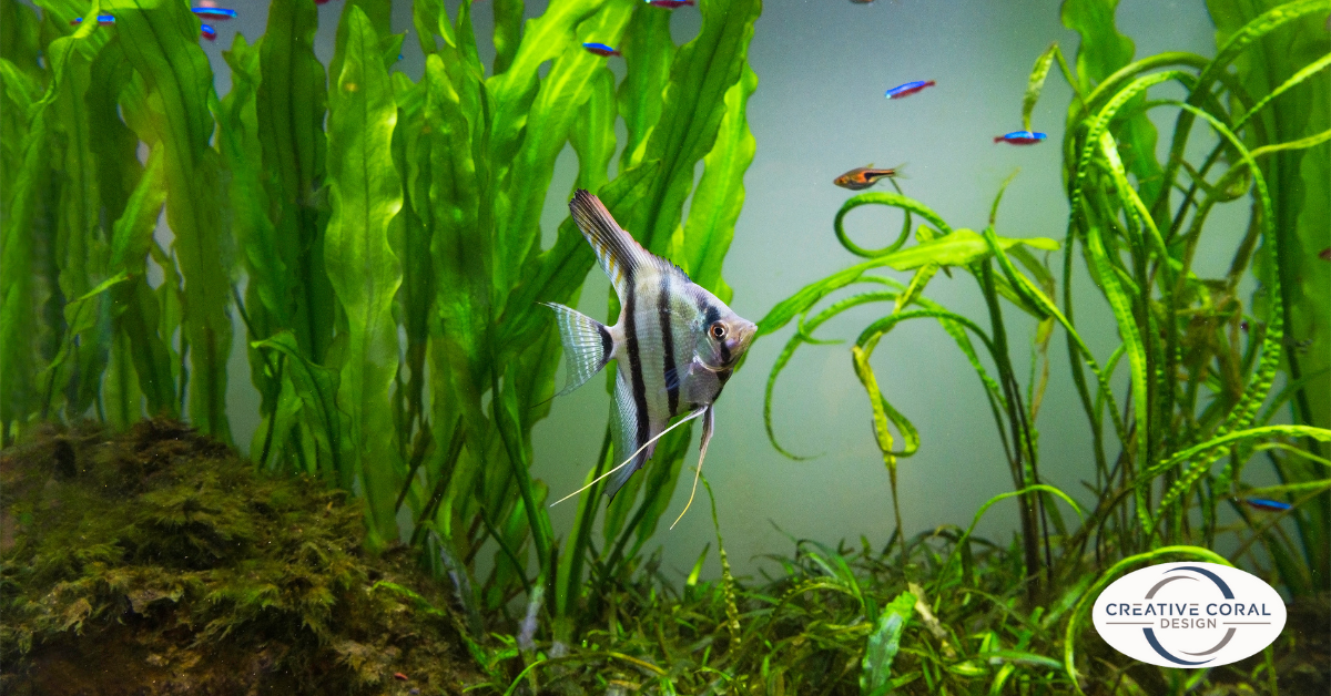 Aquarium with Plants - Image 1
