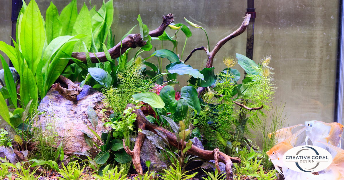 Aquarium with Plants - Image 3