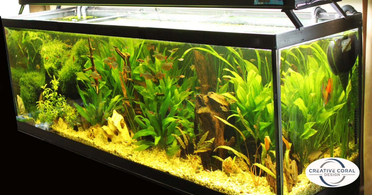 Aquarium with Plants - Image 4