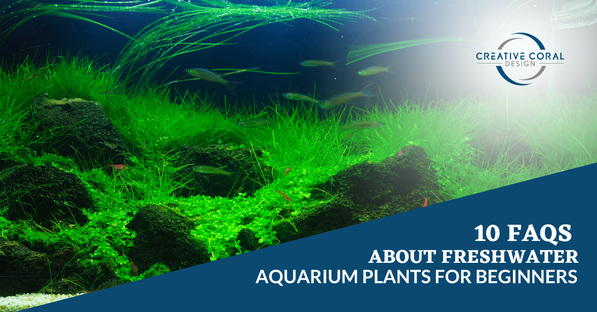 FAQs About Freshwater Aquarium Plants - Blog Image