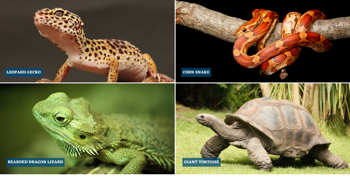 Popular Pet Reptiles